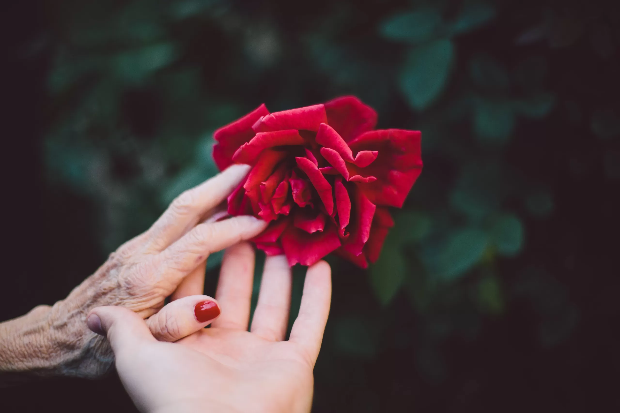 rose in two hands, one is wrinkled, 2nd is wrinkle free