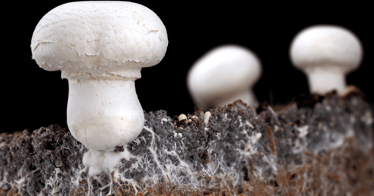 Snow Mushroom Extract