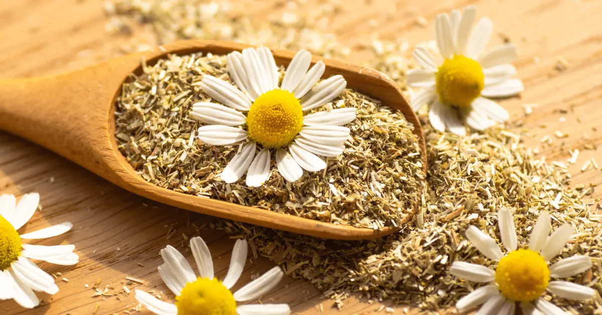 Chamomile: Unveiling Its Potency in Natural Skincare